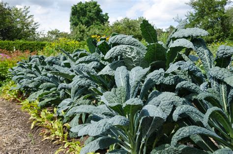 How To Grow Kale: Care & UK Growing Tips | UpGardener™