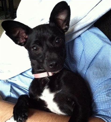 Chihuahua Terrier Mix Black And White - Pets Lovers