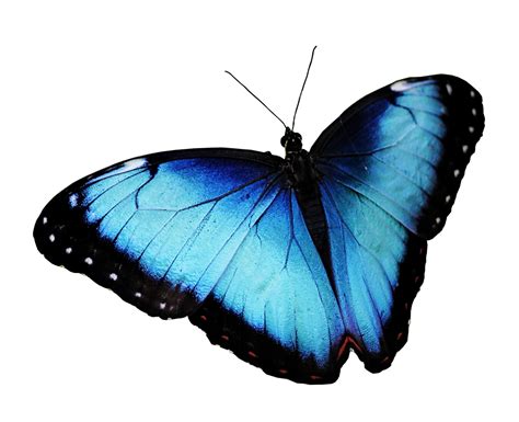 Butterfly PNG Images Transparent Free Download - PNG Mart