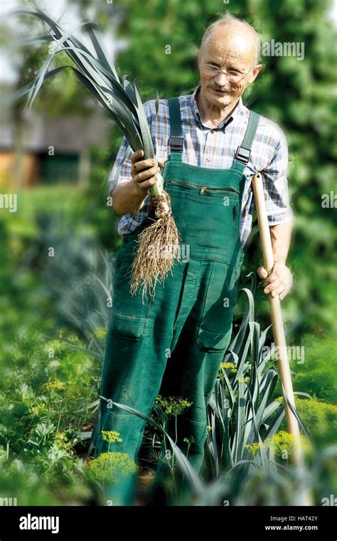 Gardener harvesting leeks Stock Photo - Alamy