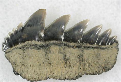 Fossil Cow Shark (Notorynchus) Tooth - Maryland For Sale (#21315) - FossilEra.com