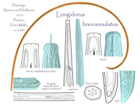 Longidorus breviannulatus Species page