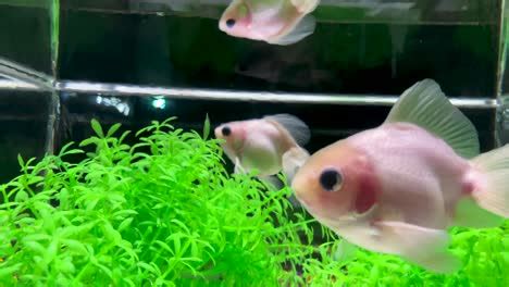 How to Take Care of Baby Goldfish? - Crazy About Fish