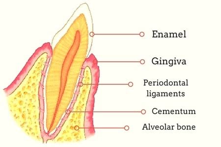 Periodontium or the tooth supporting structure