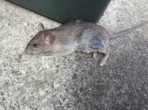 Rodent Extermination Melbourne | Pest Control Empire