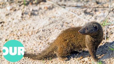 Mongoose: The Story Of An Unlikely Predator | Our World - YouTube