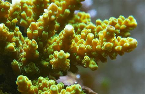 Acropora Coral Care - A First-Timers Guide - AquariumStoreDepot