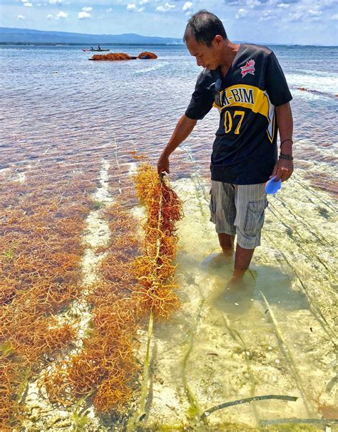 Disease-afflicted PH seaweed farms see hope with help of scientists ...