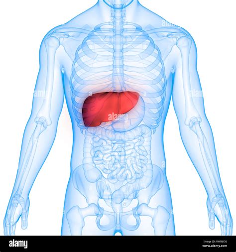 Human Liver Location