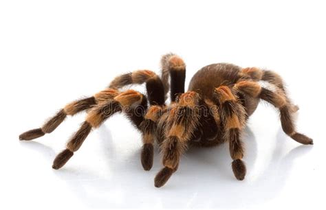 Mexican Redknee Tarantula stock image. Image of exotic - 7902535