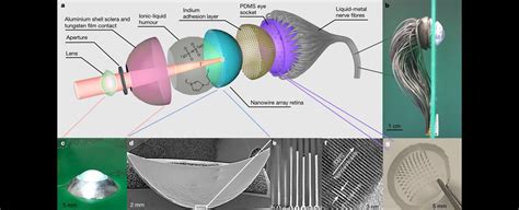 Scientists Reveal a Proof-of-Concept Bionic Human Eye - General News - Nsane Forums