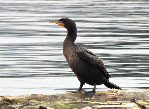 Double Crested Cormorants, Vancouver Island, BC | Gohiking.ca