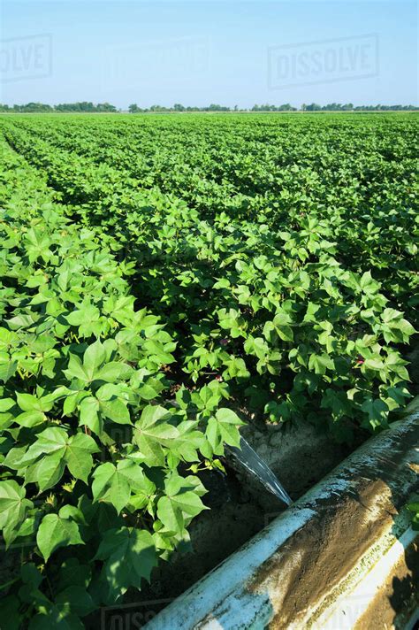 Agriculture - Furrow irrigation of a mid growth cotton crop utilizing a poly roll out pipe ...