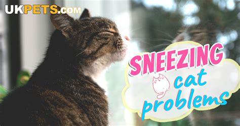 Cat Sneezing: Possible Causes and Remedies | UK Pets