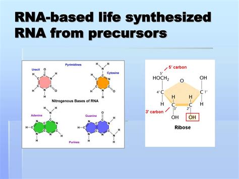 PPT - RNA-catalysed nucleotide synthesis Peter J. Unrau & David P. Bartel PowerPoint ...