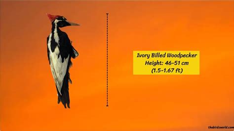 Ivory-Billed Woodpecker Size: How Big Are They Comparison?