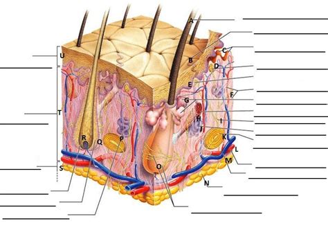 skin labeling quiz Diagram | Quizlet