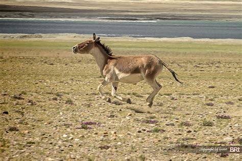 kiang | The kiang (Equus kiang) is the largest of the wild a… | Flickr