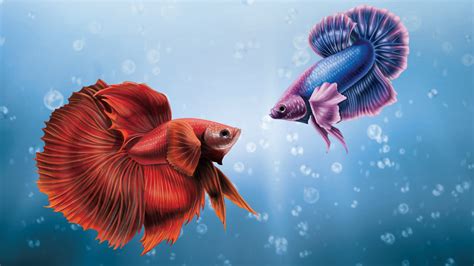 1920x1080 Him And I Betta Fish Laptop Full HD 1080P ,HD 4k Wallpapers ...