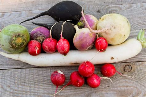 5 Most Famous Types and Varieties of Radish - Complete Gardering