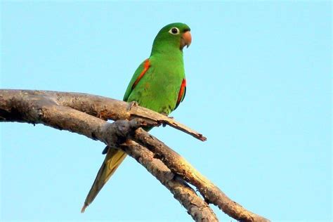 Hispaniolan parakeet - Alchetron, The Free Social Encyclopedia