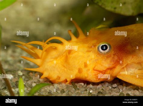 Yellow Catfish High Resolution Stock Photography and Images - Alamy