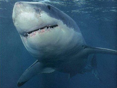 Great White Shark Diet Facts And Fiction - diyinter