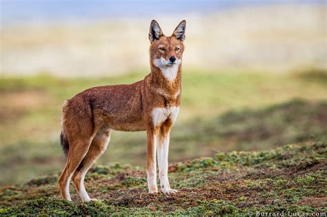 An Ethiopian wolf, Bale Mountains, Ethiopia. | Ethiopian wolf, Animals wild, Animals