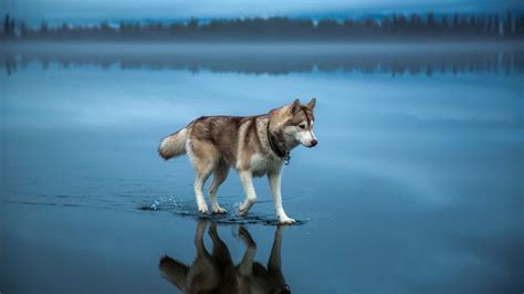 Những Hình Ảnh Cực Kỳ Thú Vị Và Đáng Yêu Của Đại Ngáo HusKy | Siêu Pet