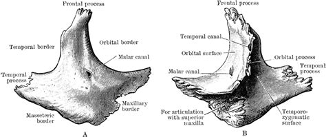 Malar Bone | ClipArt ETC