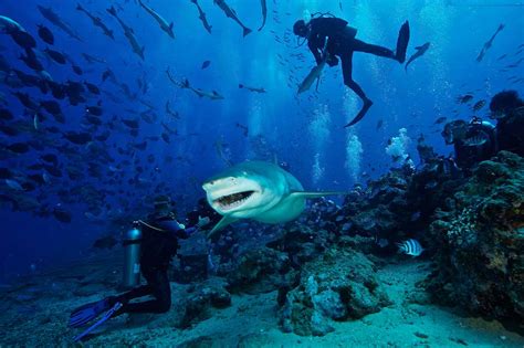 22 Best Scuba Diving Destinations in the World | FREEYORK