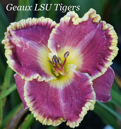 daylilyandiris - Geaux LSU Tigers