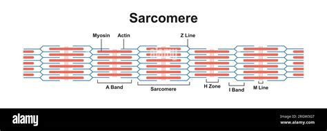 Sarcomere structure, illustration Stock Photo - Alamy