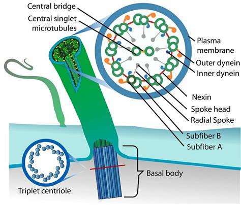 Cilium - Definition, Function and Structure | Biology Dictionary