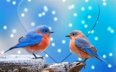 Gallery Mangklex: Love Birds Wallpapers