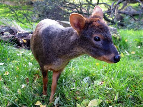 Northern Pudu | Small deer from South America