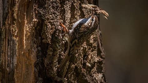 Treecreeper | Bird Identification Guide | Bird Spot