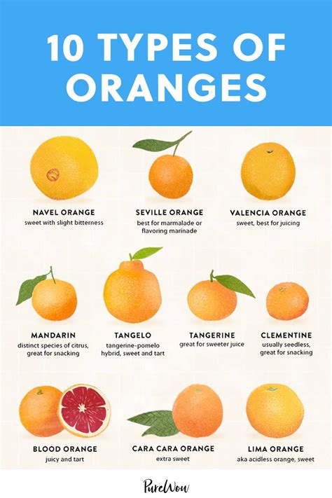 Chart Different Types Of Oranges