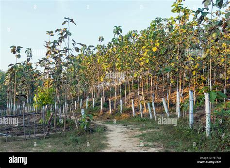 Teak tree plantation. Saing Ya, Burma Stock Photo: 95196082 - Alamy