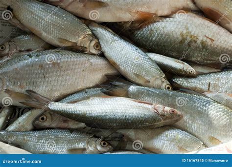 Ray-finned fish stock image. Image of family, closeup - 16167845