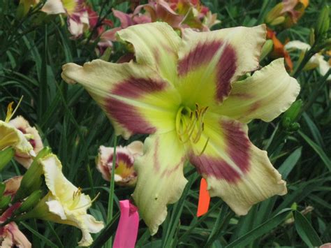 LILIES OF THE FIELD: Large flower blooms today - 7" - 10"