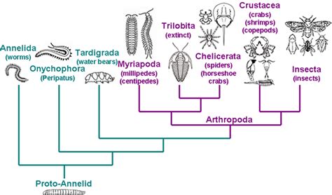 Ecdysozoa would not include Annelids, it includes nematodes, However, Annelids and Arthropods do ...