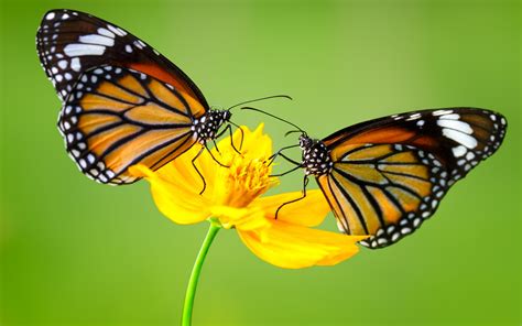 Download Yellow Flower Flower Animal Butterfly 4k Ultra HD Wallpaper