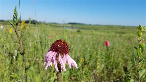 For prairie flowers, fire is the ultimate matchmaker | Popular Science