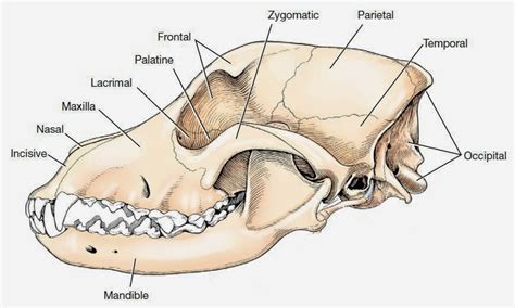 Eye Opener: Anatomy - Ocular Adnexa