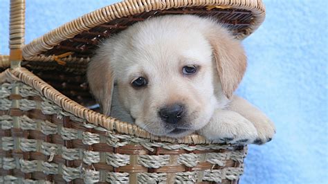 Cute Labrador Puppy - Mystery Wallpaper