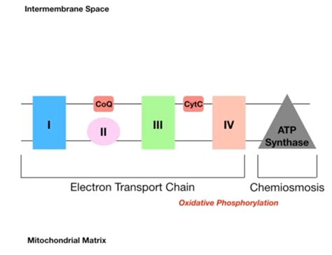 Summarize The Electron Transport Chain