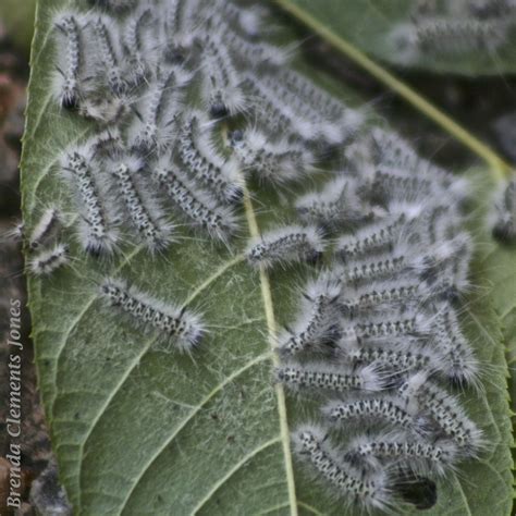 Hickory Tussock Moth Caterpillar – Tendrils