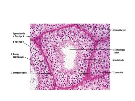 Histology of testes & epididymis