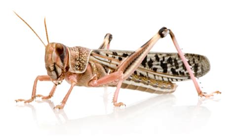 Desert locust - Alchetron, The Free Social Encyclopedia